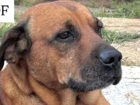 Cachorro raça Fila idade 1 ano nome Scott 