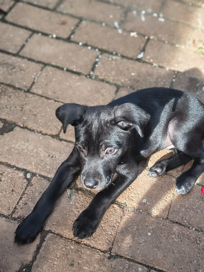Cachorro raça SRD-ViraLata idade 2 a 6 meses nome pretinho 