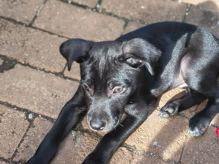 Cachorro raça SRD-ViraLata idade 2 a 6 meses nome pretinho 