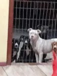 smilgou, caramelo, Zeus, thor