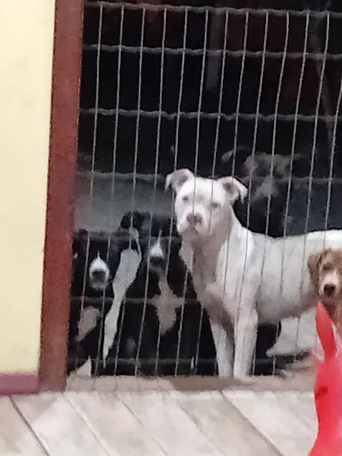 Cachorro raça Pit-Bull idade 2 a 6 meses nome smilgou, caramelo, Zeus, thor