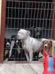 smilgou, caramelo, Zeus, thor
