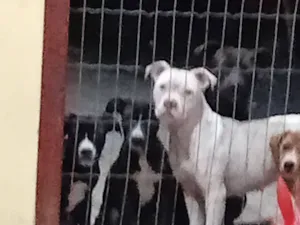 Cachorro raça Pit-Bull idade 2 a 6 meses nome smilgou, caramelo, Zeus, thor