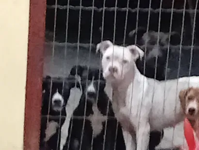 Cachorro raça Pit-Bull idade 2 a 6 meses nome smilgou, caramelo, Zeus, thor