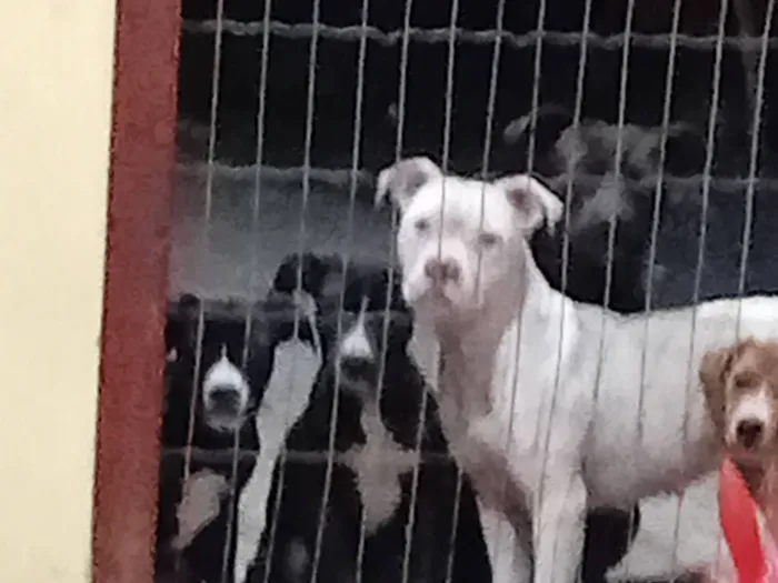 Cachorro raça Pit-Bull idade 2 a 6 meses nome smilgou, caramelo, Zeus, thor