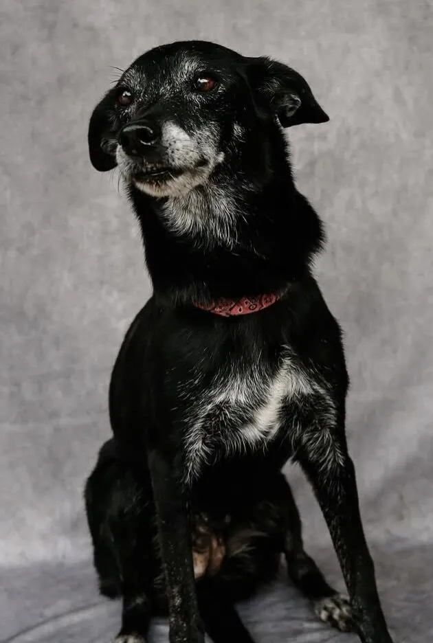 Cachorro raça SRD-ViraLata idade 6 ou mais anos nome Noite 