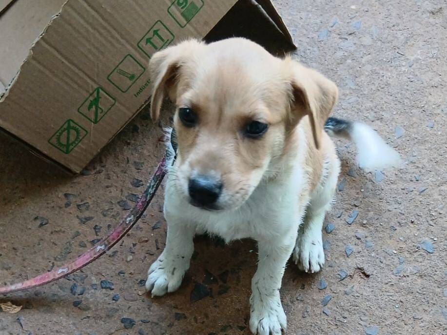 Fernanda cristina Rocha - Icém