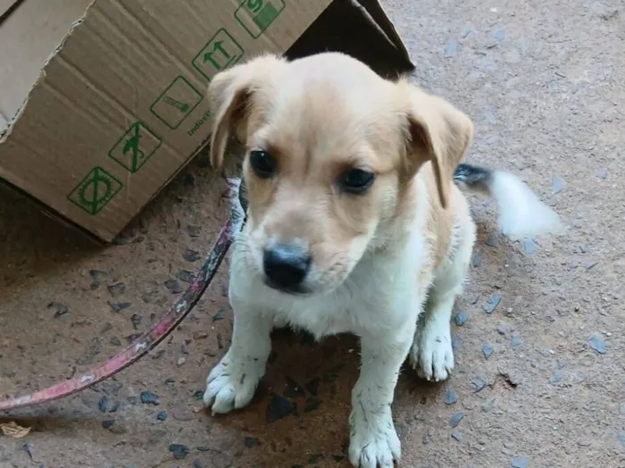Cachorro raça SRD-ViraLata idade 2 a 6 meses nome Fernanda cristina Rocha