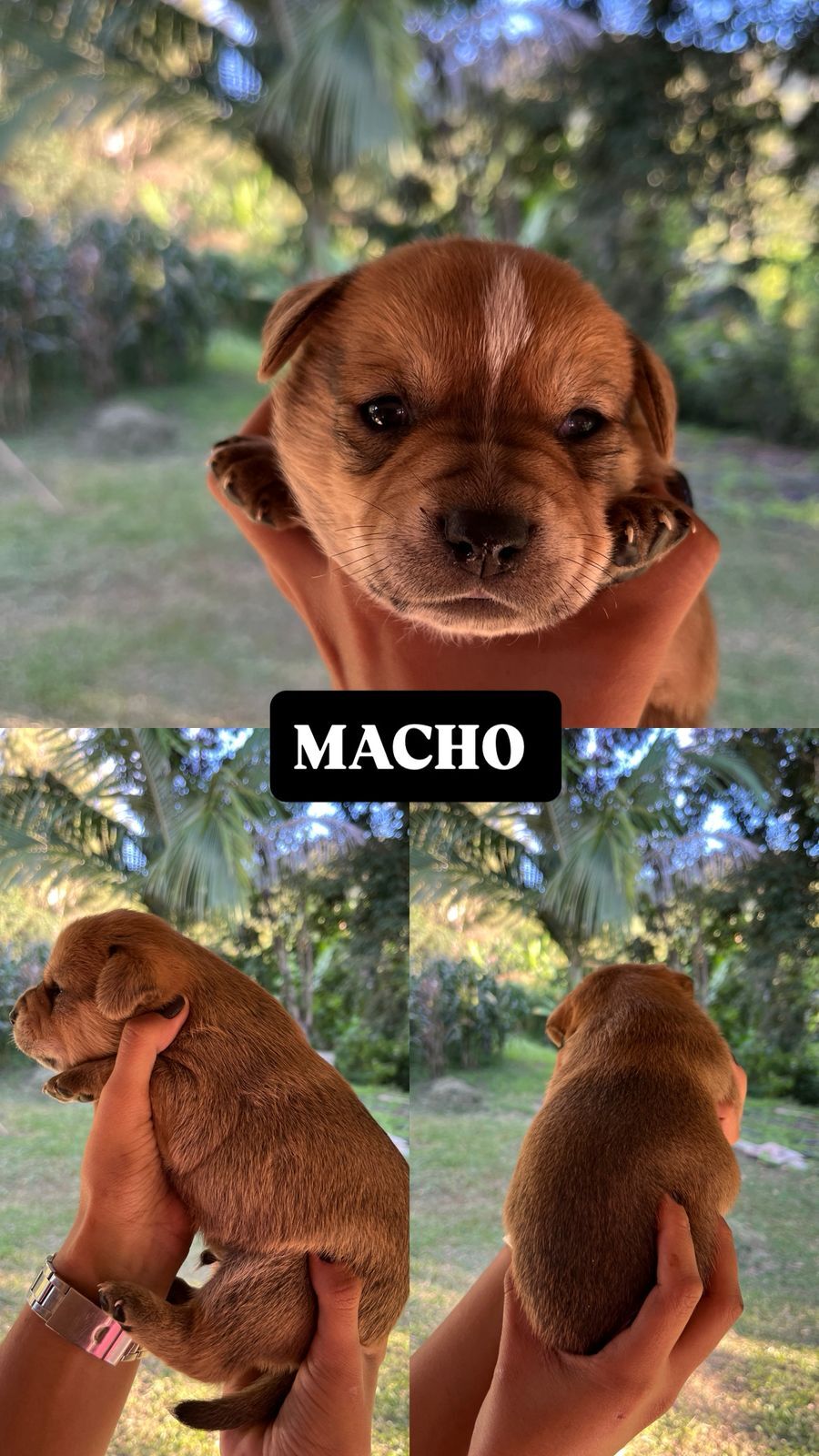 Filhotes para doação, mestiços com BLUE heeler.  - São José dos Campos