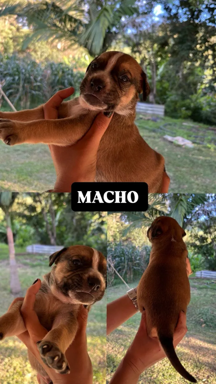Cachorro raça SRD-ViraLata idade Abaixo de 2 meses nome Filhotes para doação, mestiços com BLUE heeler. 