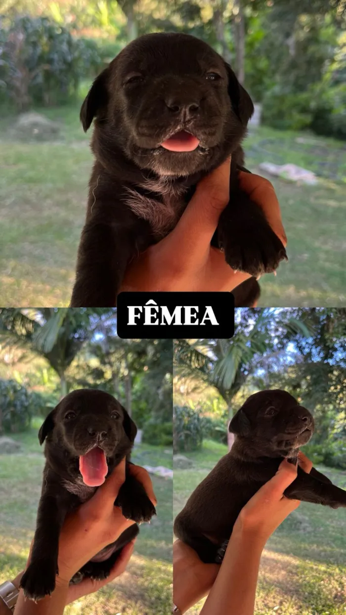 Cachorro raça SRD-ViraLata idade Abaixo de 2 meses nome Filhotes para doação, mestiços com BLUE heeler. 