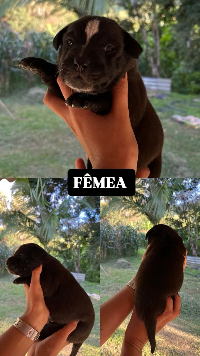 Cachorro raça SRD-ViraLata idade Abaixo de 2 meses nome Filhotes para doação, mestiços com BLUE heeler. 