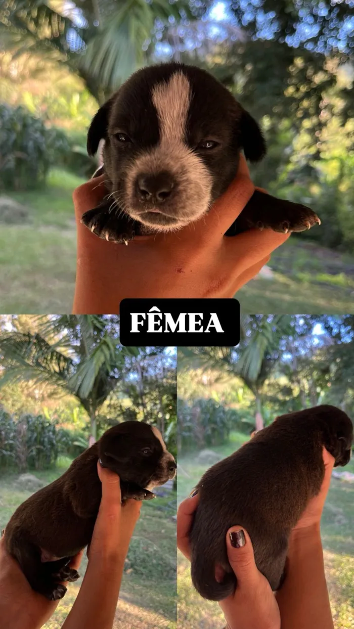 Cachorro raça SRD-ViraLata idade Abaixo de 2 meses nome Filhotes para doação, mestiços com BLUE heeler. 