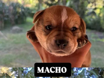 Cachorro raça SRD-ViraLata idade Abaixo de 2 meses nome Filhotes para doação, mestiços com BLUE heeler. 