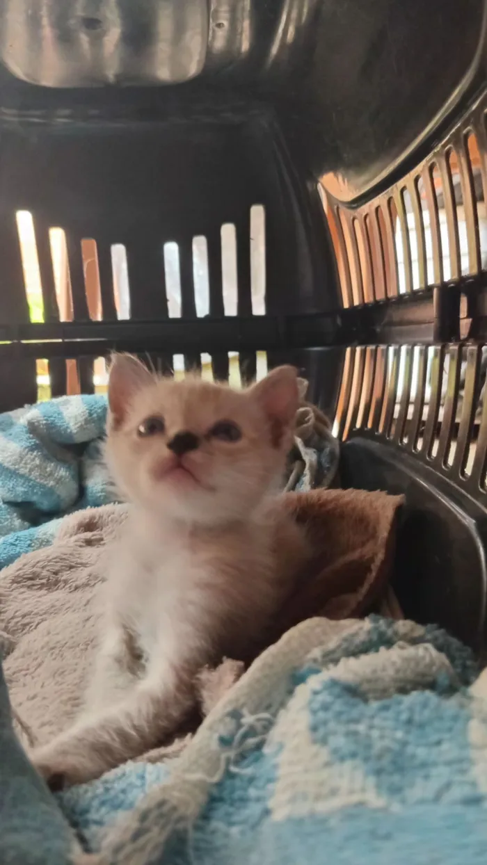 Gato raça SRD-ViraLata idade 2 a 6 meses nome Sem nome