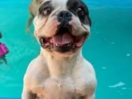 Cachorro raça Bulldog idade 5 anos nome Cookie