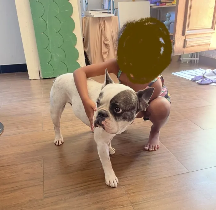 Cachorro raça Bulldog idade 5 anos nome Cookie