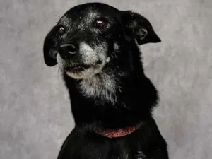 Cachorro raça SRD-ViraLata idade 6 ou mais anos nome Noite 