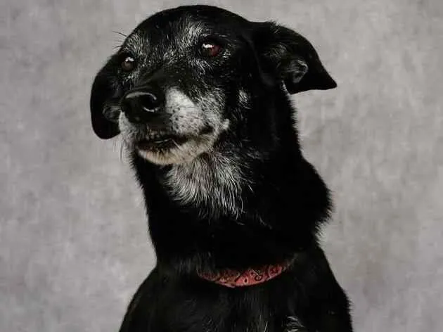 Cachorro raça SRD-ViraLata idade 6 ou mais anos nome Noite 