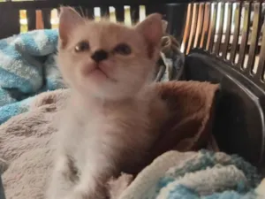 Gato raça SRD-ViraLata idade 2 a 6 meses nome Sem nome