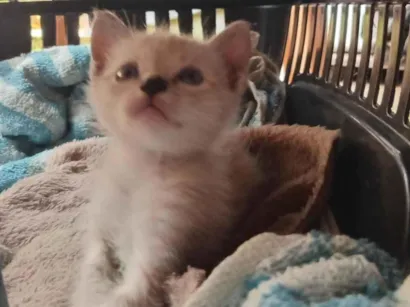 Gato raça SRD-ViraLata idade 2 a 6 meses nome Sem nome