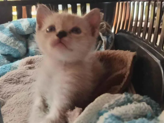 Gato raça SRD-ViraLata idade 2 a 6 meses nome Sem nome