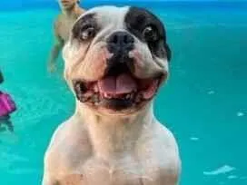 Cachorro raça Bulldog idade 5 anos nome Cookie