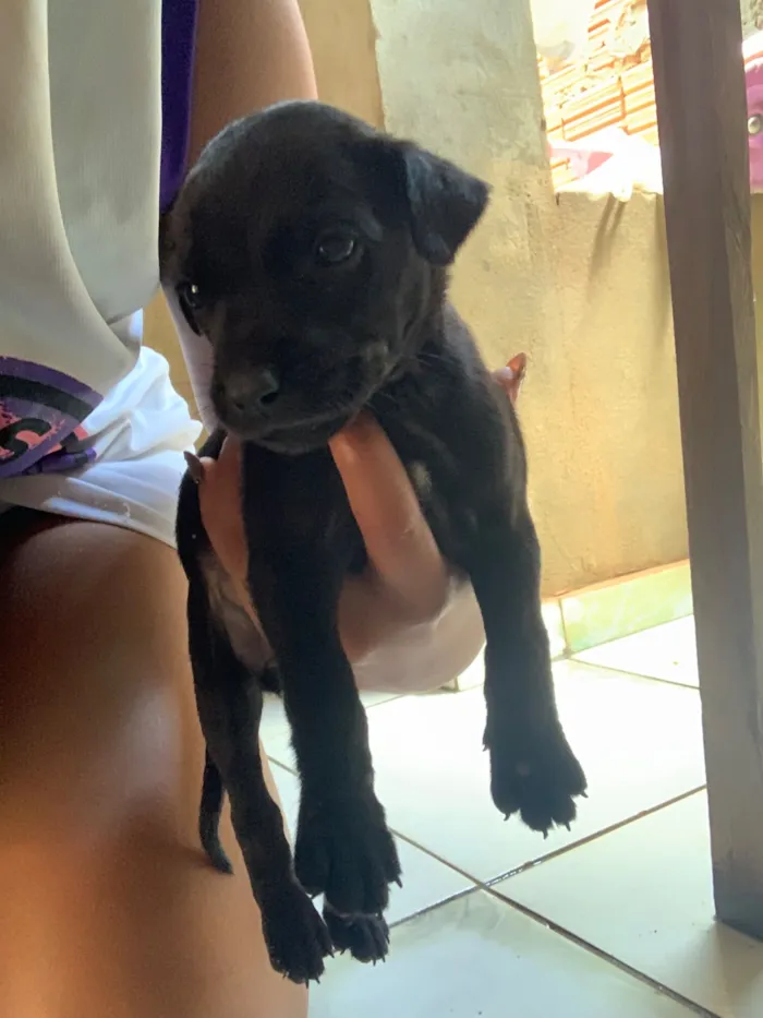 Cachorro raça SRD-ViraLata idade 2 a 6 meses nome Negona 