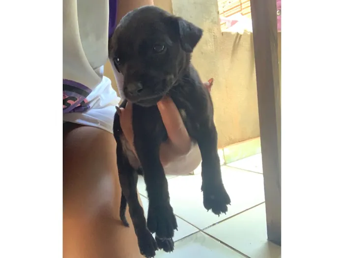 Cachorro raça SRD-ViraLata idade 2 a 6 meses nome Negona 