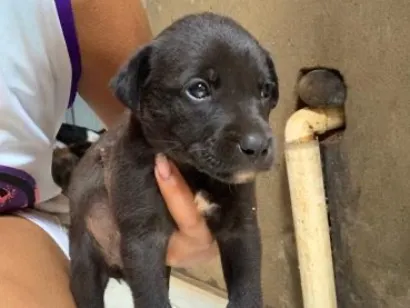Cachorro raça SRD-ViraLata idade 2 a 6 meses nome Max
