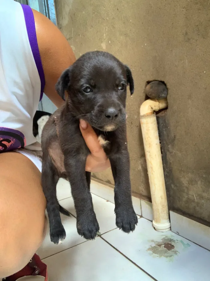 Cachorro raça SRD-ViraLata idade 2 a 6 meses nome Max
