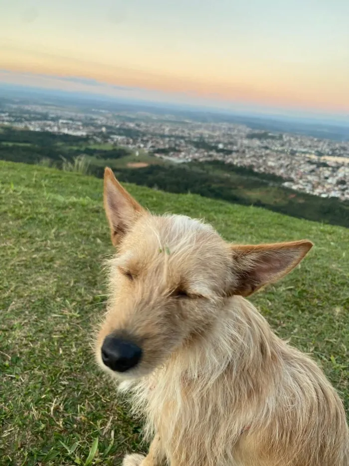 Cachorro raça SRD-ViraLata idade 2 anos nome Paçoca,