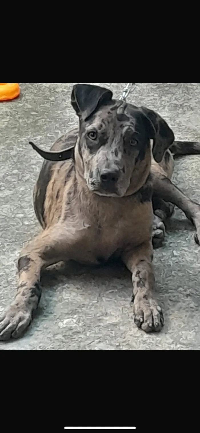 Cachorro raça SRD-ViraLata idade 2 a 6 meses nome Téo