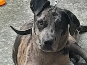 Cachorro raça SRD-ViraLata idade 2 a 6 meses nome Téo