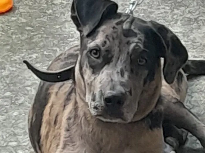 Cachorro raça SRD-ViraLata idade 2 a 6 meses nome Téo