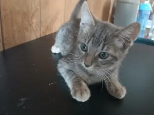 Gato raça SRD-ViraLata idade 2 a 6 meses nome Pandora