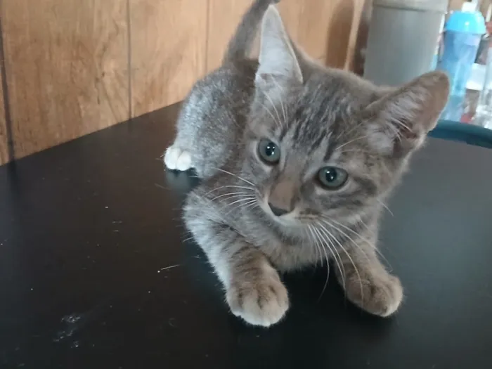 Gato raça SRD-ViraLata idade 2 a 6 meses nome Pandora