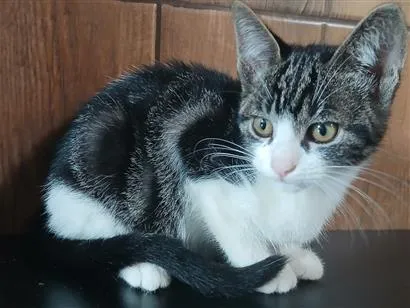 Gato raça SRD-ViraLata idade 2 a 6 meses nome Amora