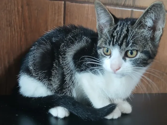 Gato raça SRD-ViraLata idade 2 a 6 meses nome Amora