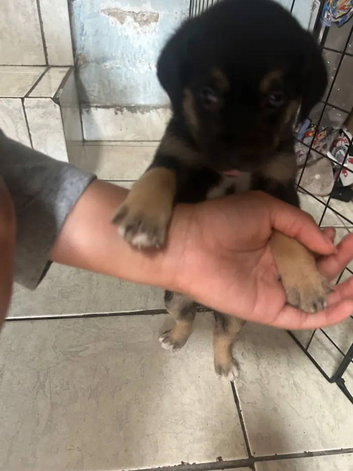 Cachorro raça SRD-ViraLata idade 2 a 6 meses nome Mimosa