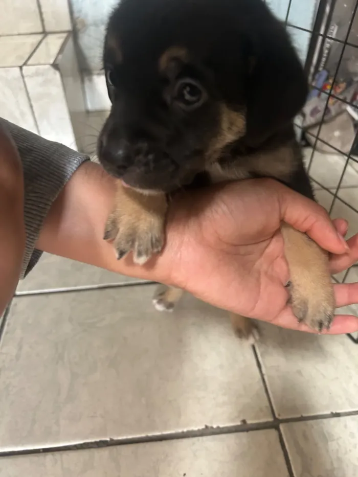 Cachorro raça SRD-ViraLata idade 2 a 6 meses nome Mimosa