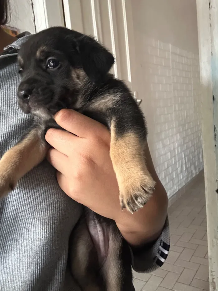 Cachorro raça SRD-ViraLata idade 2 a 6 meses nome Mimosa