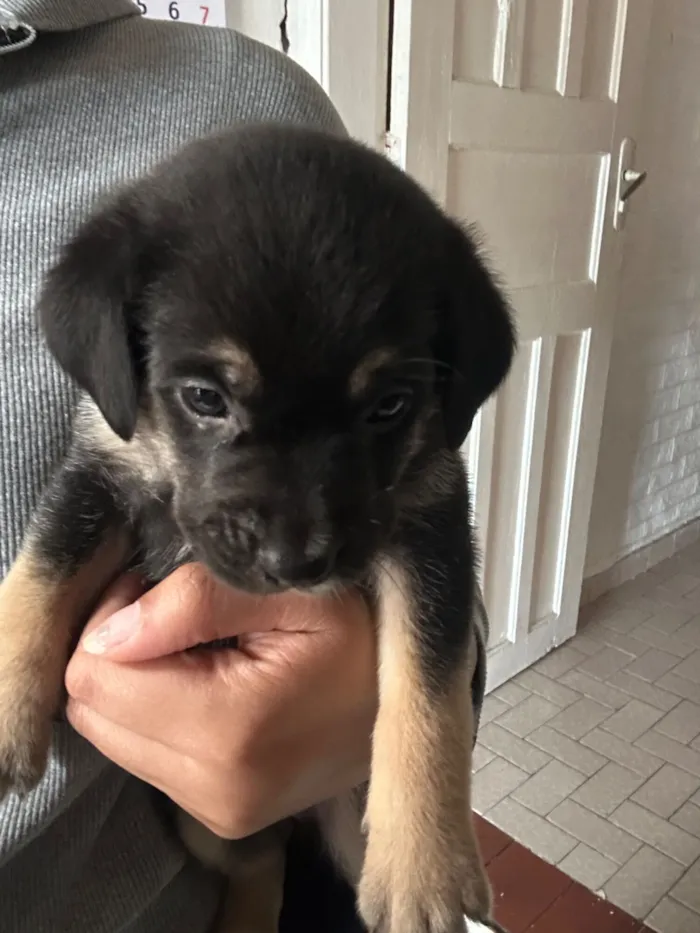 Cachorro raça SRD-ViraLata idade 2 a 6 meses nome Mimosa