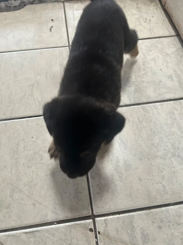 Cachorro raça SRD-ViraLata idade 2 a 6 meses nome Mimosa