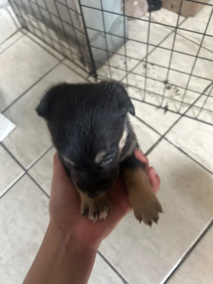 Cachorro raça SRD-ViraLata idade 2 a 6 meses nome Mimosa