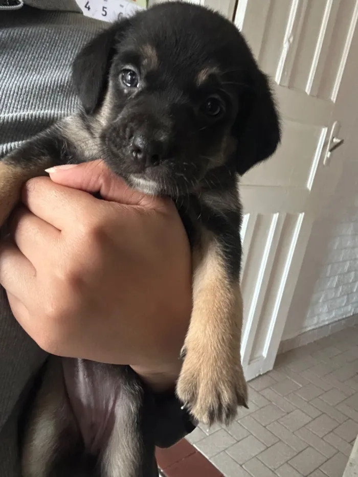 Cachorro raça SRD-ViraLata idade 2 a 6 meses nome Mimosa