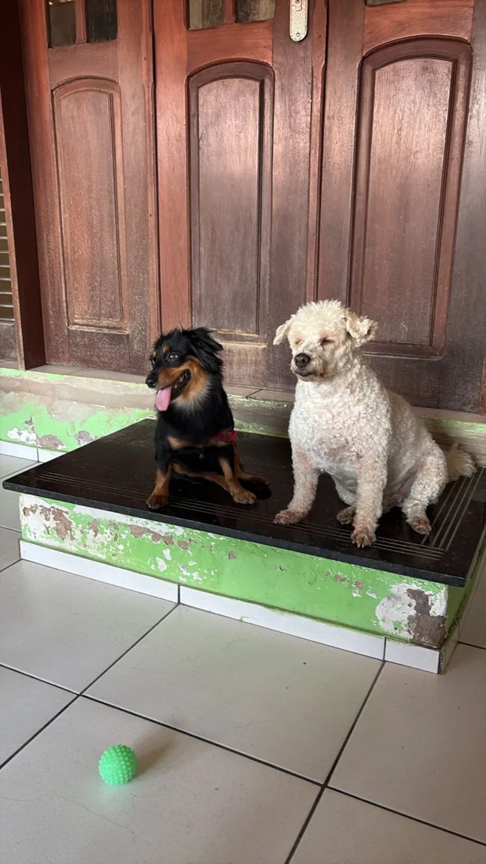 Cachorro raça SRD-ViraLata idade 1 ano nome MEG