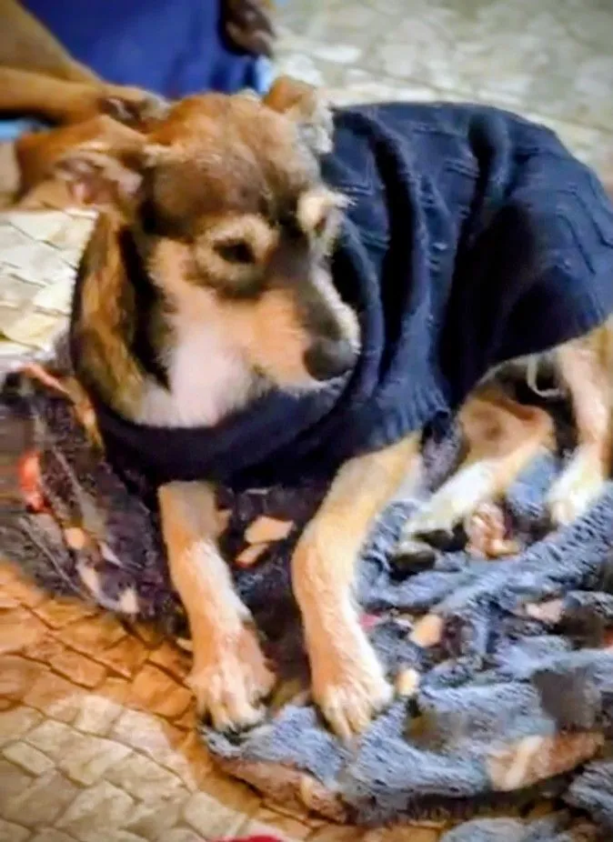 Cachorro raça SRD-ViraLata idade 1 ano nome Vida