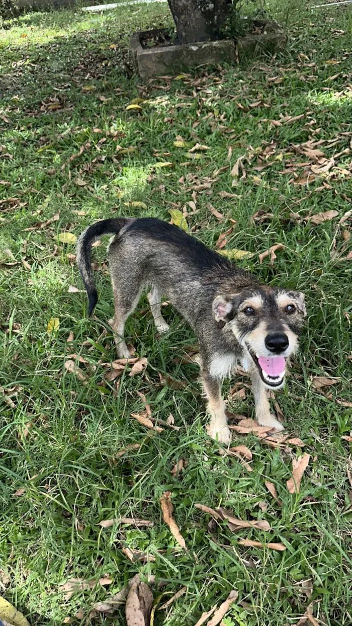 Cachorro raça SRD-ViraLata idade 1 ano nome Vida