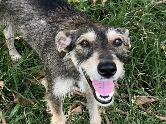 Cachorro raça SRD-ViraLata idade 1 ano nome Vida